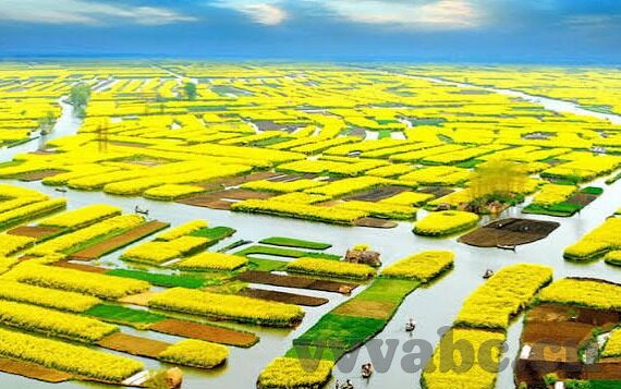 怎么下载糖心视频app-探索糖心视频app的下载之旅，告别信息迷雾，轻松掌握